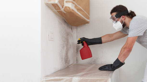 Professional Mold Removal technician working in Trappe, MD